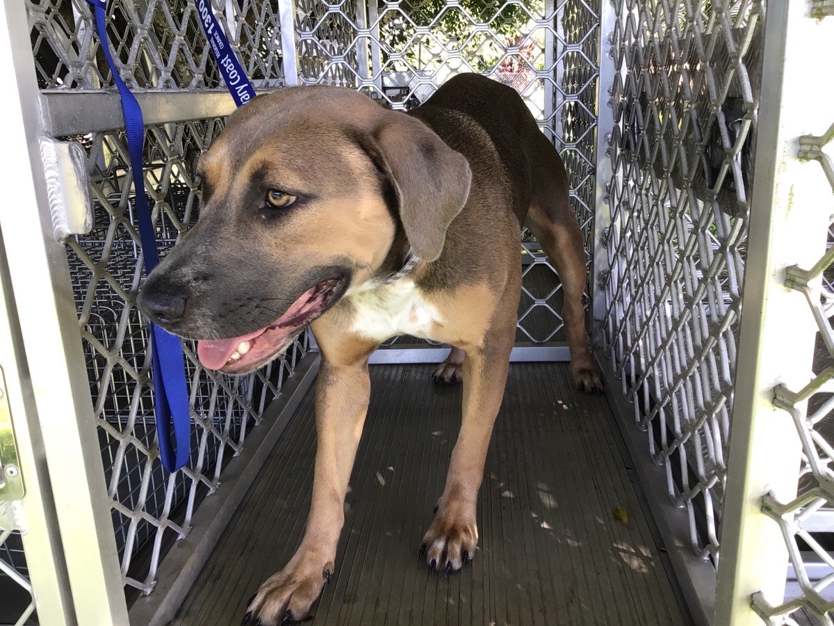 Impounded Dog 984N - 01/06/2023