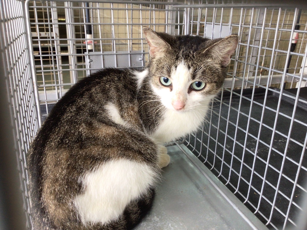 Impounded Cat 983N - 31/05/2023