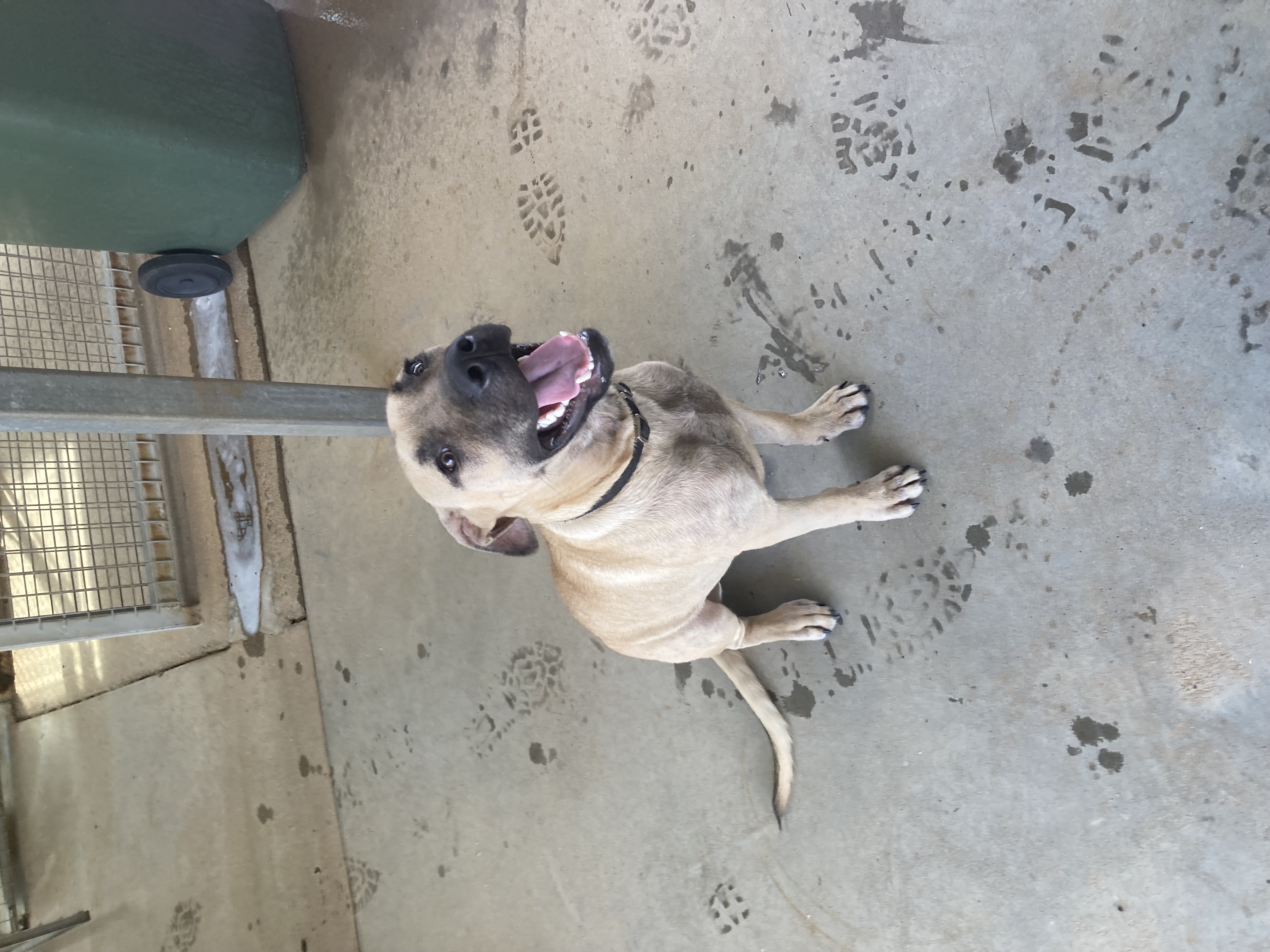 Impound Dog - 29/11/2023