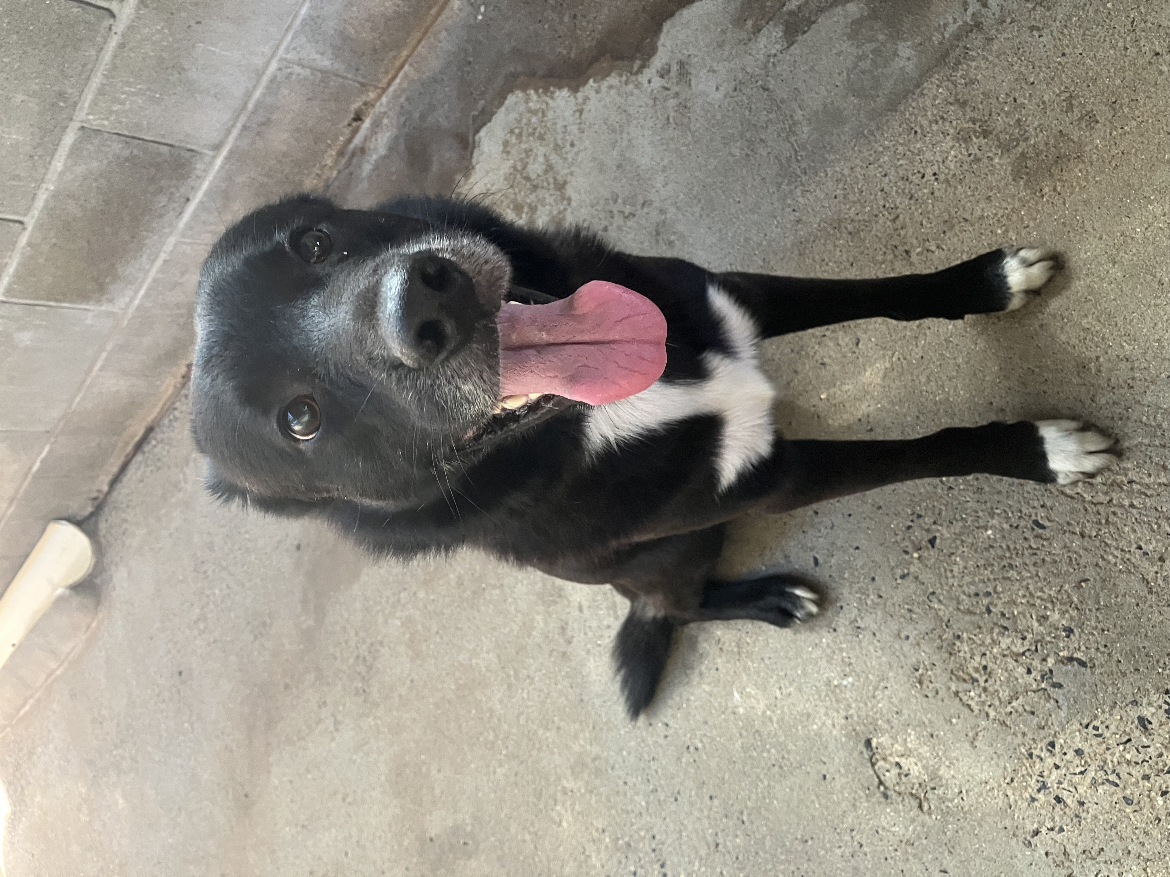 An2025 0636 entire male black and white kelpie x