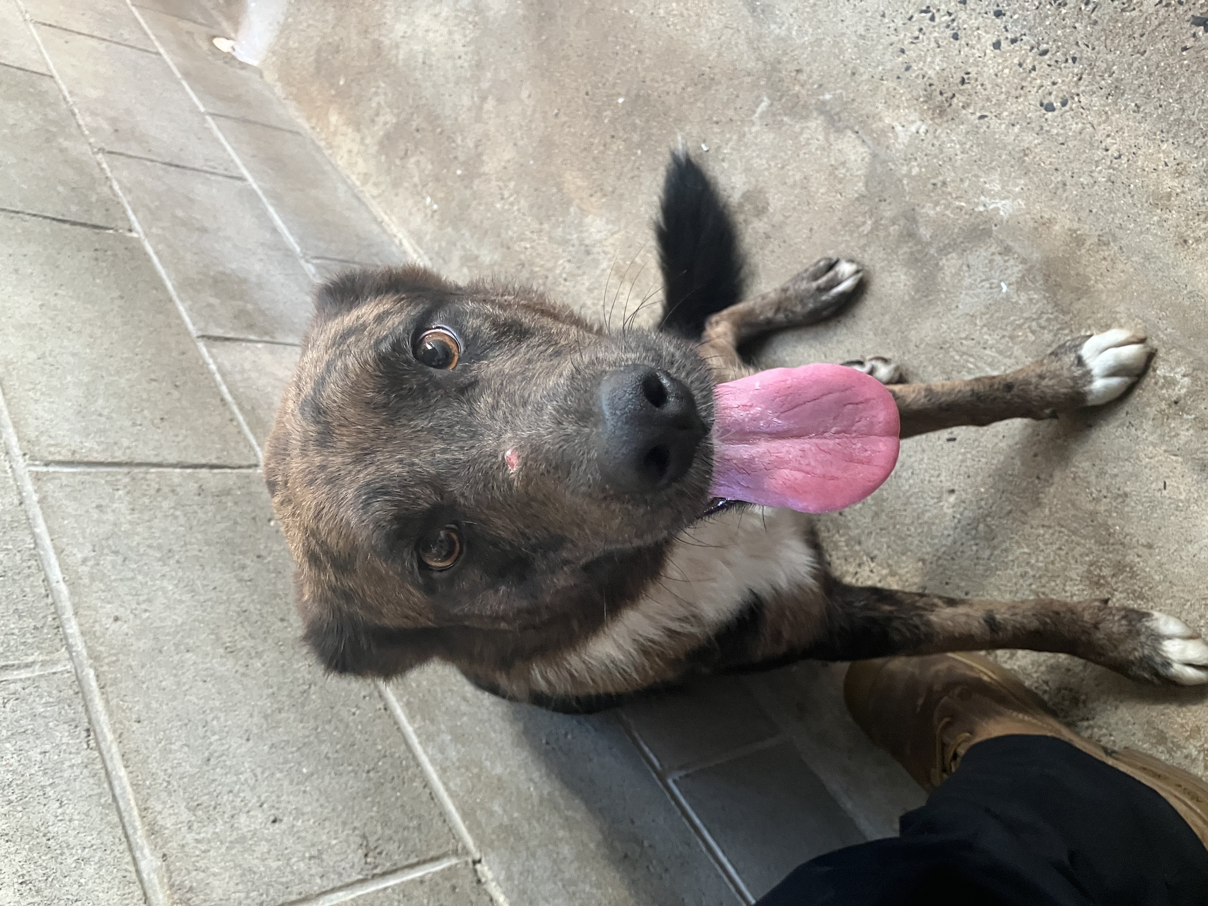 An2025 0636 entire male brindle kelpie x