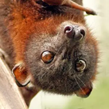 Little red flying fox anamalia n d