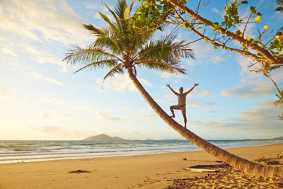 Mission beach palm tree