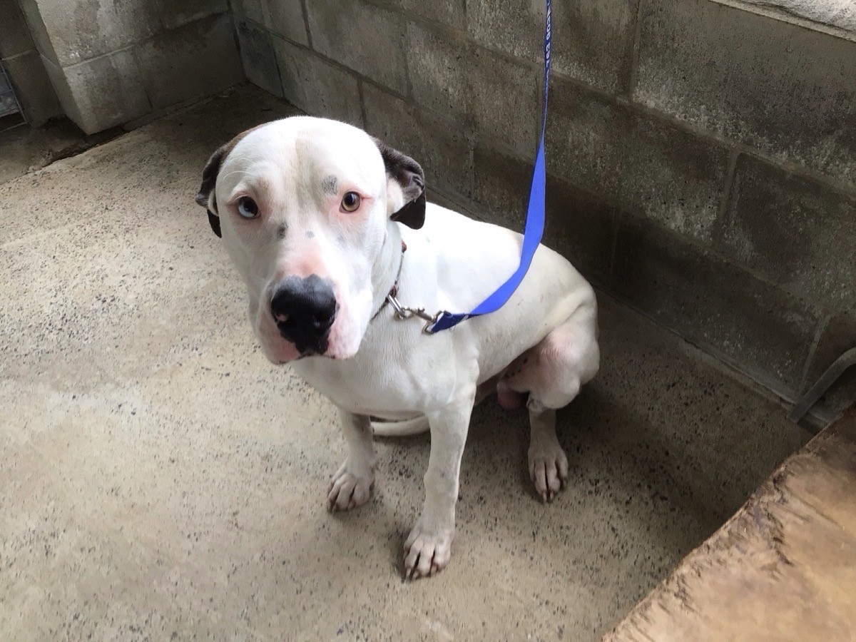 13-01-2026-White-Brindle-Entire-Male-Bull-Arab-X-ANI2026-01039-Impound-15607.jpg