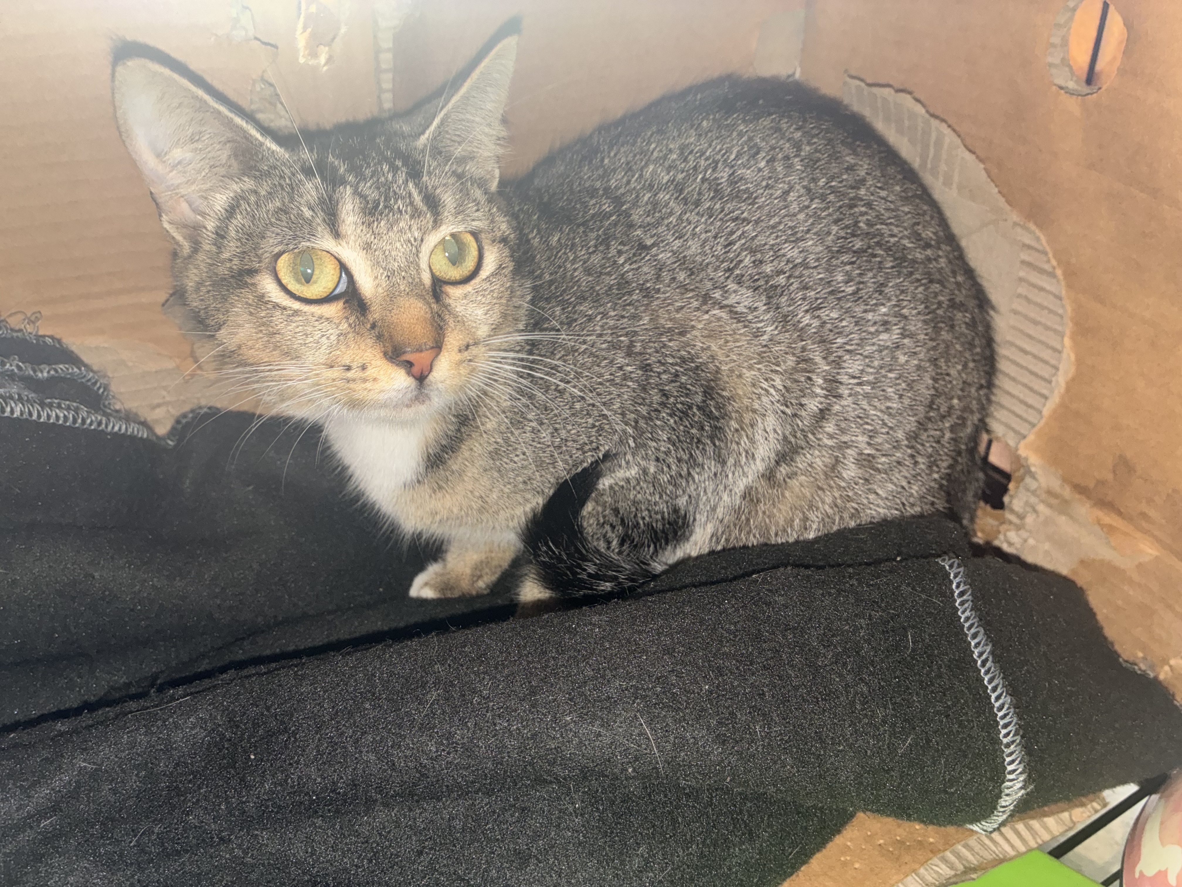 16187 Entire female tabby DSH LLO2026-01940.jpeg