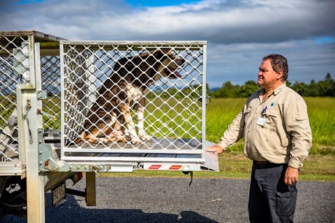 Council ranger with impounded dog.jpg