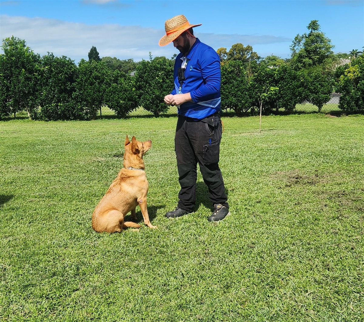 Approved Inspection Program - Dogs | Cassowary Coast Regional Council