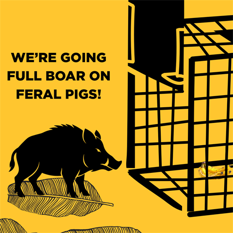GOING FULL BOAR ON FERAL PIGS.png