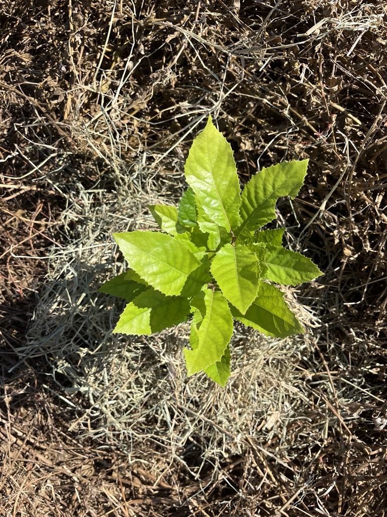 Planted